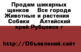 Продам шикарных щенков  - Все города Животные и растения » Собаки   . Алтайский край,Рубцовск г.